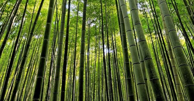 Природа Вопрос: С какой скоростью растёт бамбук?