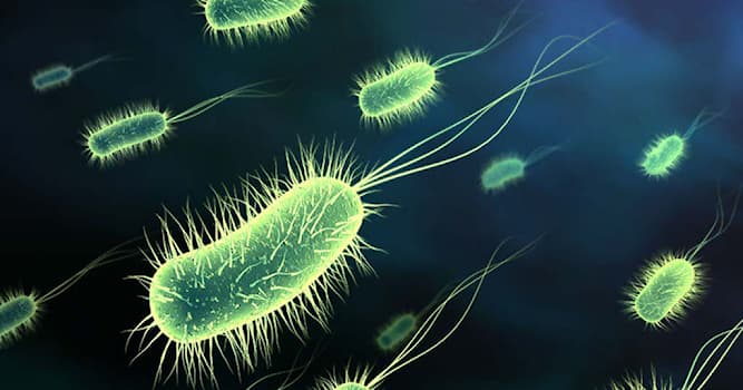 Наука Вопрос: Сколько процентов бактерий в среднем содержится в человеке?