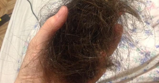 Природа Вопрос: Сколько волос выпадает у человека в среднем за день?