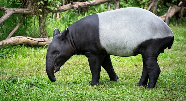 Природа Вопрос: Тапиры обитают в тёплых областях Южной и Центральной Америки. А где обитает этот подвид чепрачного тапира?
