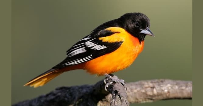 Nature Trivia Question: The Baltimore oriole is the state bird of which U.S. state?