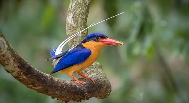 Nature Trivia Question: The buff-breasted paradise kingfisher is native to which country?
