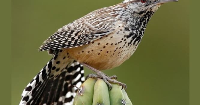 Nature Trivia Question: The Cactus Wren is the state bird of which American state?