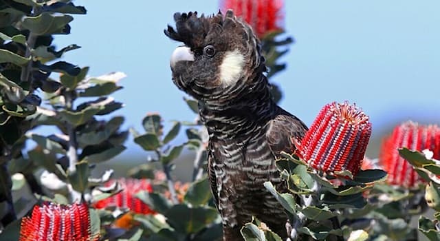 Nature Trivia Question: The Carnaby's black cockatoo is endemic to which country?
