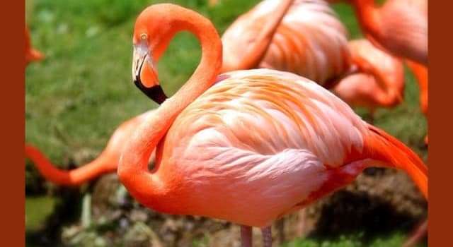 Nature Trivia Question: The Flamingo is not endemic to which continent?