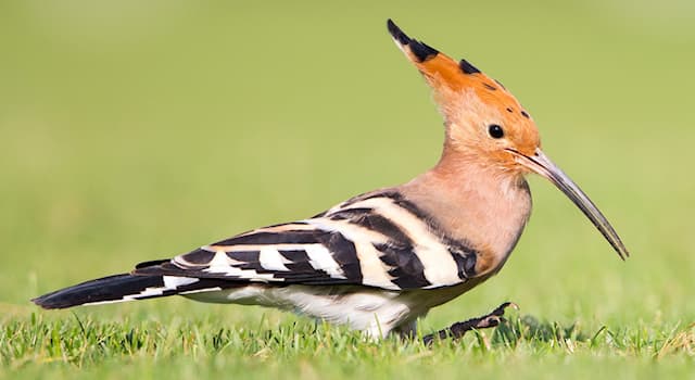 Nature Trivia Question: The hoopoe appears on the logo of which African university?