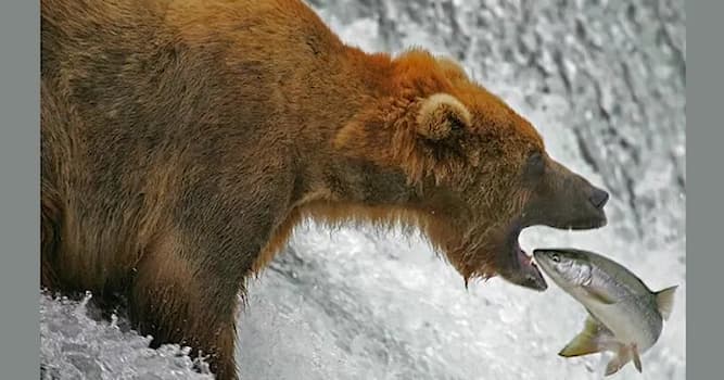 Nature Trivia Question: The Kodiak bear is endemic to which state of the U.S.?