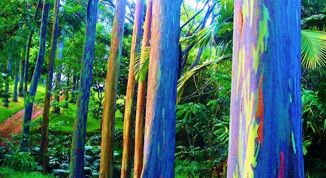 Nature Trivia Question: The rainbow eucalyptus is a tree native to which of these countries?