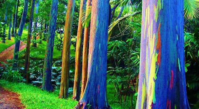 Nature Trivia Question: The rainbow eucalyptus isn't native to which country?