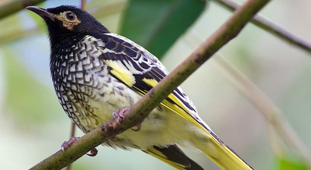 Nature Trivia Question: The Regent Honeyeater is a critically endangered bird endemic to which country?