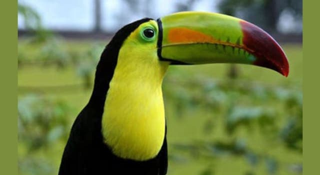 Culture Trivia Question: The Toucan is the mascot of which Brazilian political party?