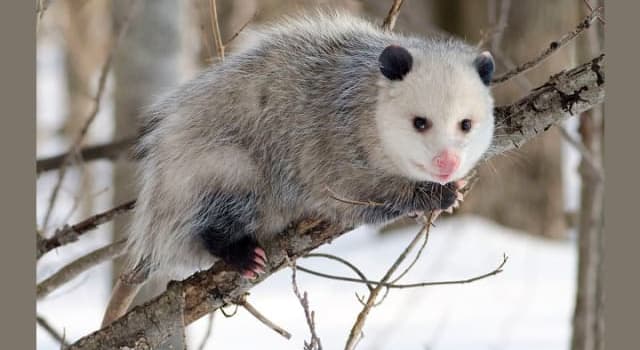 Nature Trivia Question: The Virginia Opossum is resistant to which mammalian disease?