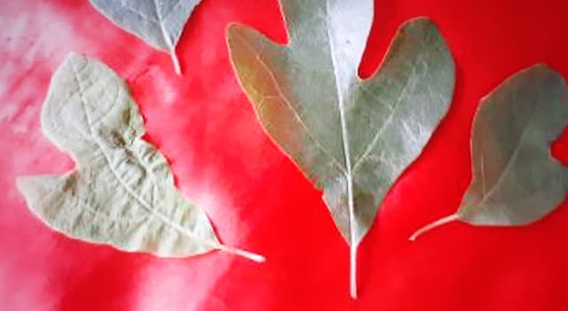 Nature Trivia Question: These leaves come from which tree?