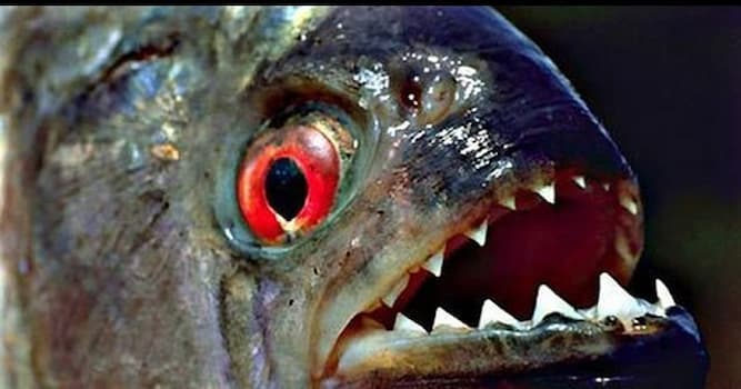 Nature Trivia Question: Which fish has triangular teeth?