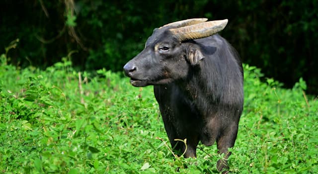 Природа Вопрос: В какой единственной стране мира обитает этот миндоранский буйвол, или тамарау?