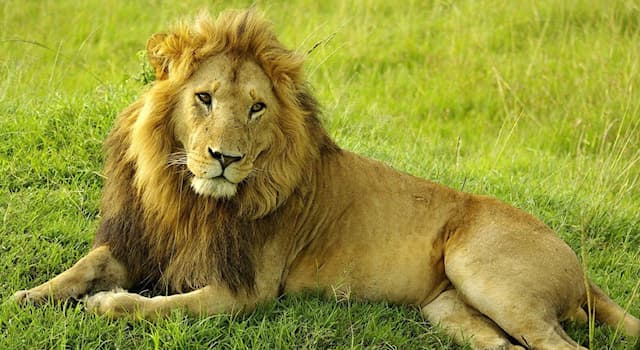 Природа Вопрос: В какой единственной стране мира в естественных условиях обитает азиатский лев (лат. Panthera leo persica)?