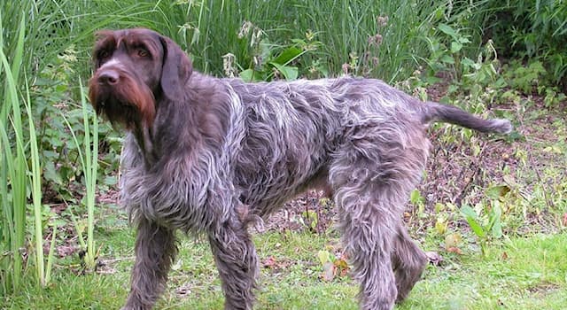 Природа Вопрос: В какой стране выведена порода собак, называемая гриффон Кортальса, или французский жесткошёрстный гриффон?