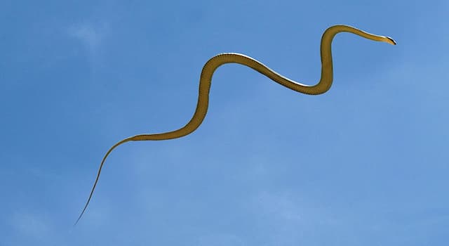 Природа Вопрос: В каком из регионов нашей планеты обитает эта райская украшенная змея, способная планировать?
