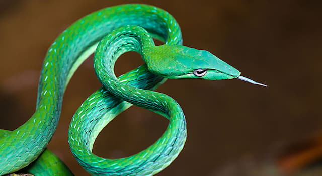 Природа Вопрос: В каком из регионов нашей планеты обитает эта ярко-зелёная змея, называемая травянисто-зелёная плетевидка?