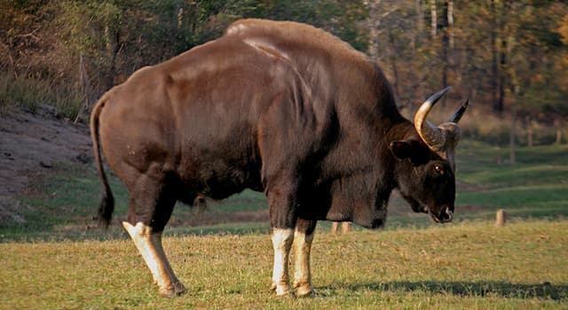 Природа Вопрос: В каком из регионов нашей планеты обитает этот крупнейший представитель рода настоящих быков, называемый гаур?