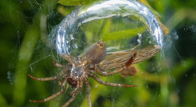Природа Вопрос: В каком из регионов нашей планеты обитает этот паук-серебрянка, или водяной паук, живущий под водой?