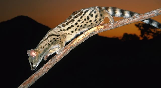 Природа Вопрос: В каком из регионов планеты обитает этот небольшой ночной хищник, называемый пятнистый линзанг?