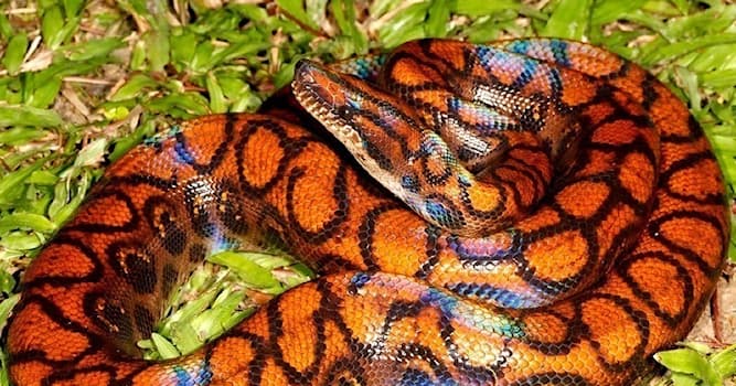 Природа Вопрос: В каком из регионов планеты обитает этот красивый представитель змеиных, называемый абома или радужный удав?