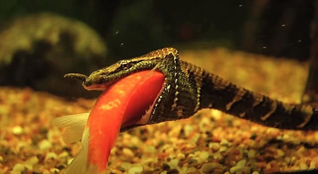 Природа Вопрос: В каком регионе планеты обитает эта щупальценосная змея или герпетон, один из видов пресноводных змей?