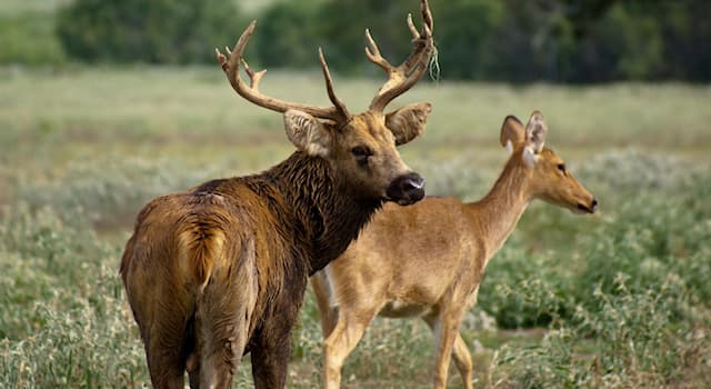 Как назвать оленя. Олень-Лира (Cervus eldii) ареал.