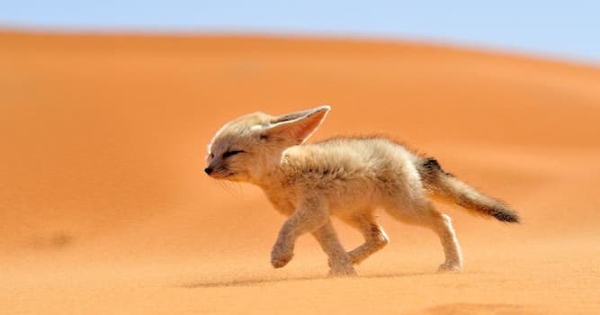 Natuur Trivia Vraag: Waar leeft de fennek?