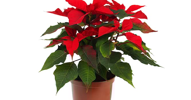 Doğa Trivia Sorusu: Resimde ne görülüyor?