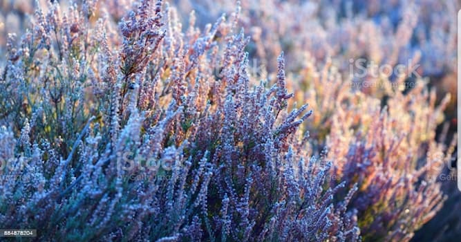 Kultur Wissensfrage: Welche Aussage trifft zu auf den Spruch: "Im Winter kriegt das Heidekraut vom Rauhreif eine Kreidehaut"?