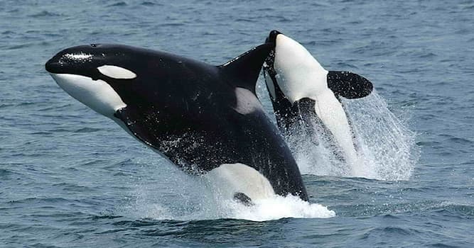 Nature Trivia Question: To which family of animals does the Orca belong to?