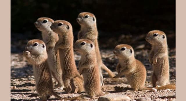 Nature Trivia Question: What are family groups of white-tailed Prairie dogs called?
