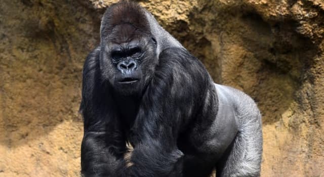 Nature Trivia Question: What is a gorilla's normal life span?