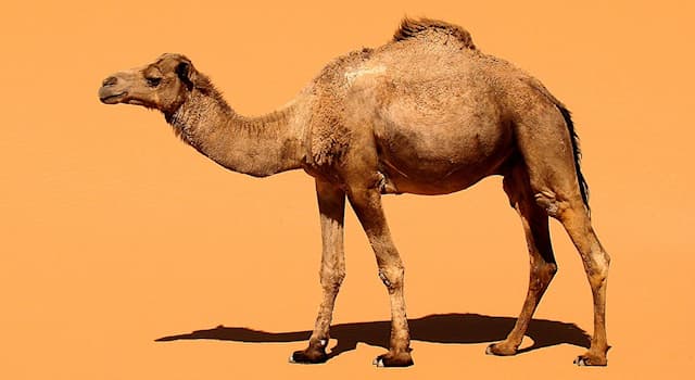 Nature Trivia Question: What is the alternative name of the one-humped Arabian camel?
