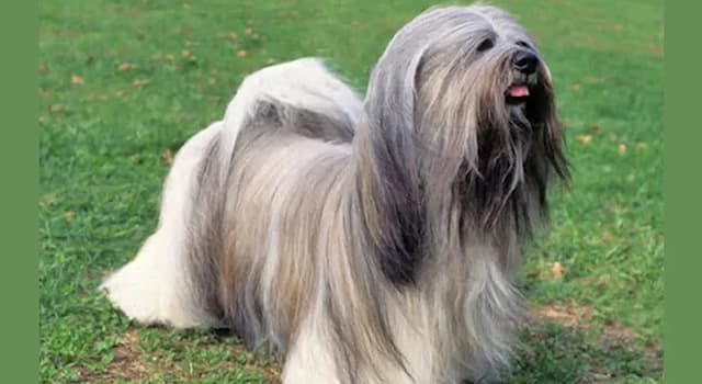Nature Trivia Question: What is the average life span of a Lhasa Apso dog breed?