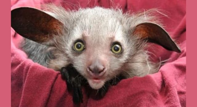 Nature Trivia Question: What is the conservation status of the 'Aye-aye' as per the IUCN assessed red list of 2018?