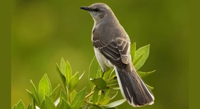 Nature Trivia Question: What is the conservation status of the northern mockingbird as of 2021?