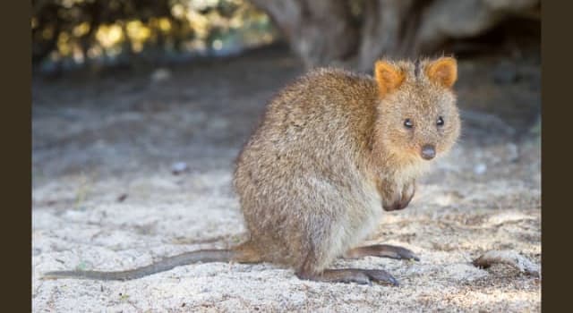 Nature Trivia Question: What is the conservation status of the quokka as per the IUCN rating as of 2021?