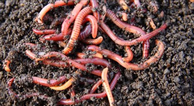 Science Trivia Question: What is the Morris worm?
