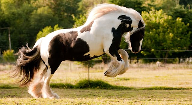 Nature Trivia Question: What is the name of the breed of horse below?
