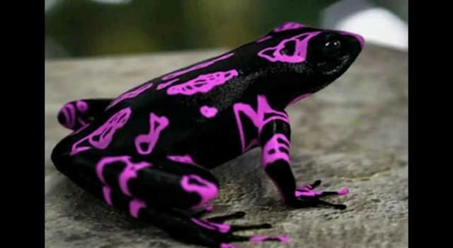 Nature Trivia Question: What is the name of the frog in the picture?