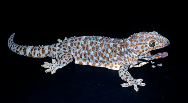 Nature Trivia Question: What is the name of the gecko in the picture?