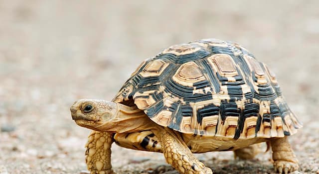 Nature Trivia Question: What is the name of the tortoise in the picture?