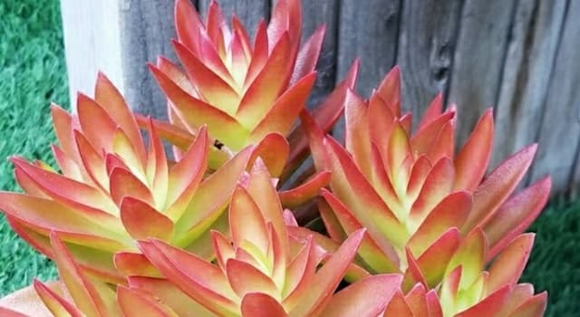 Nature Trivia Question: What is the name of this perennial succulent plant shown in the picture?