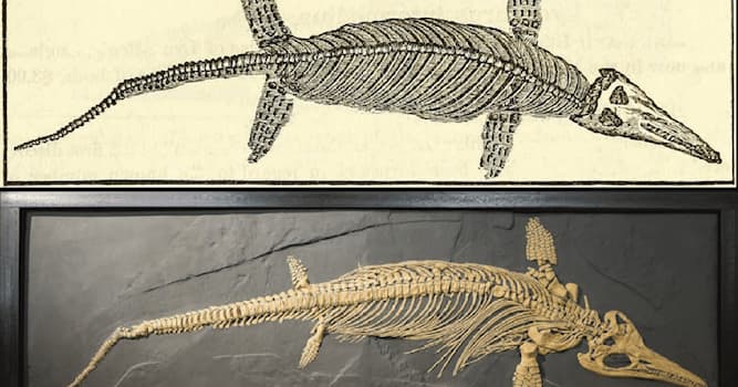 Nature Trivia Question: What kind of animal was an ichthyosaur?