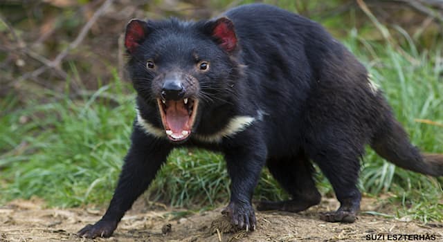 Nature Trivia Question: Which name is not used for the young of the Tasmanian devil?