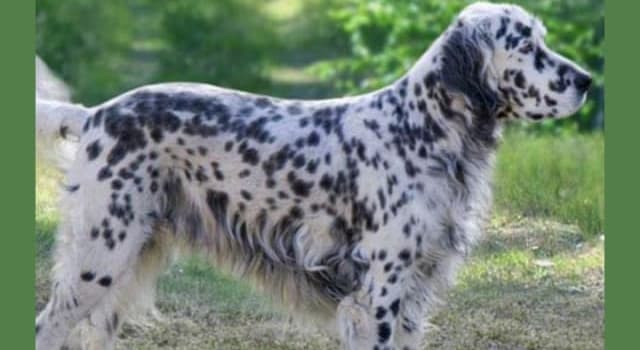 Nature Trivia Question: What type of dog is the English Setter?