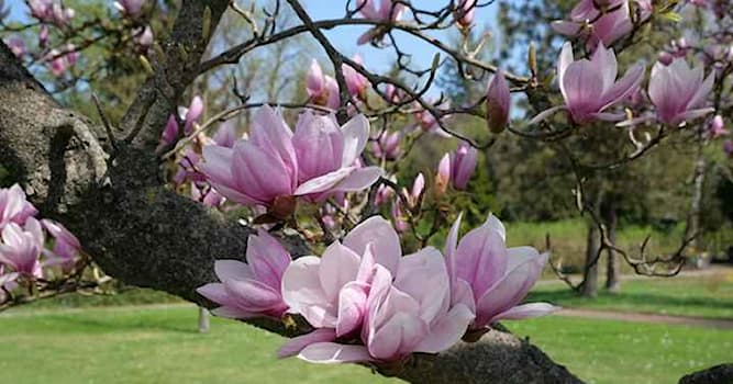 Nature Trivia Question: When does the Magnolia flower typically bloom every year in the northern hemisphere ?